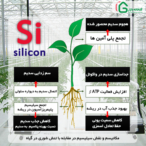 جایگاه عنصر سیلیسیم و نقش آن در تولید محصولات گلخانه ای